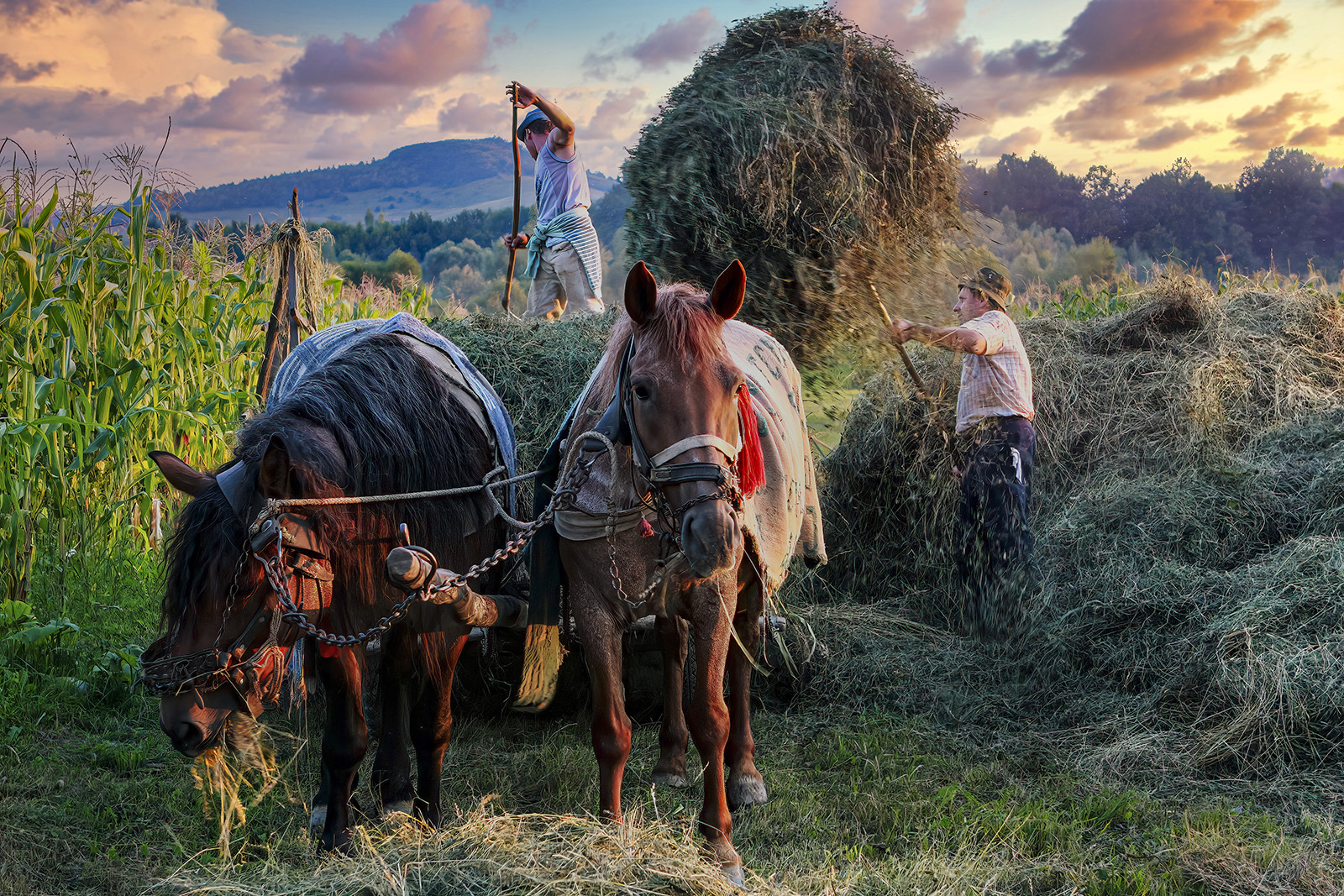 3.  罗马尼亚《收获时节》里卡尔多.布西.JPG